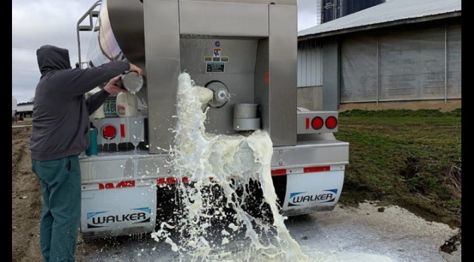 Milk Money Down The Drain and Shortage